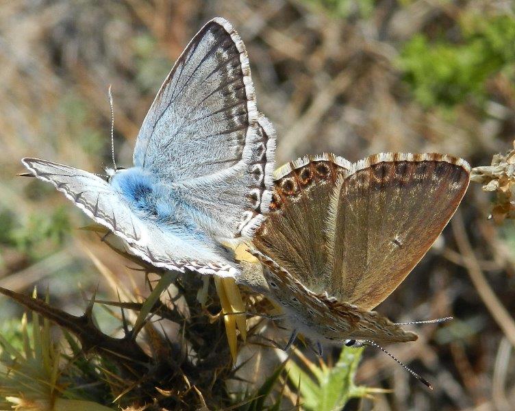Polyommatus coridon