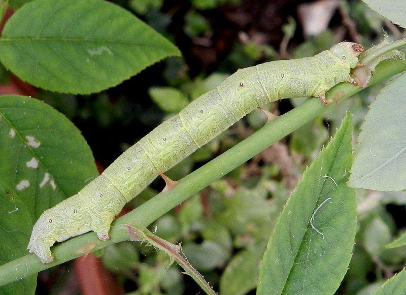 bruco mangia rose - Ascotis selenaria