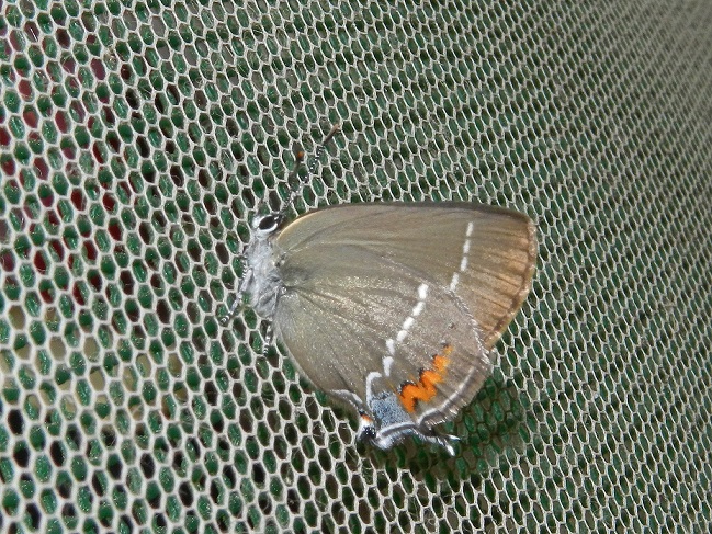 Satyrium spini - bruco