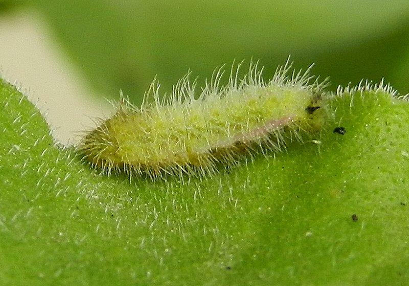 Cacyreus marshalli - bruco