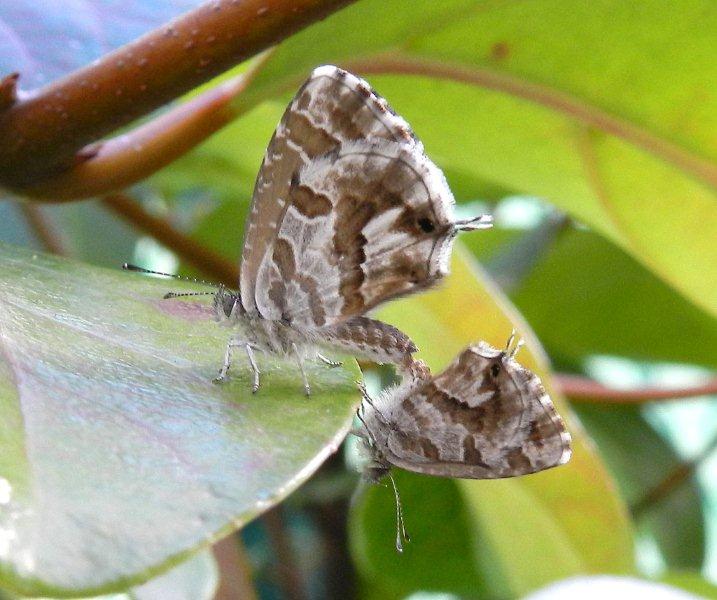 Cacyreus marshalli ... no-stop generation?