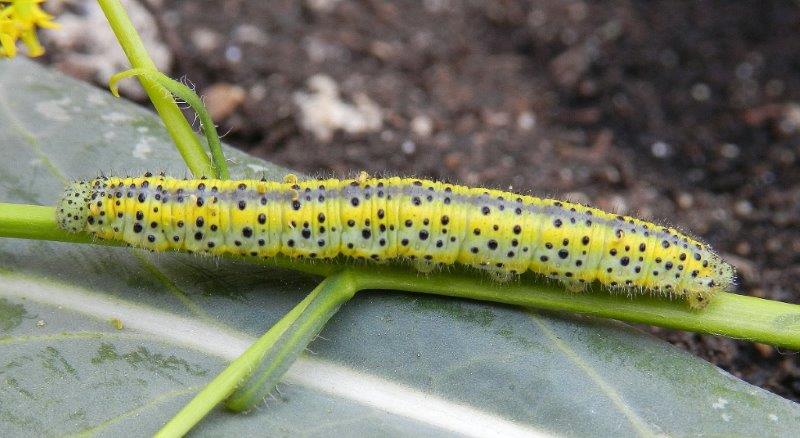 Bruco Euchloe ausonia