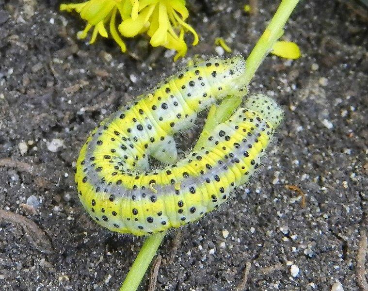 Bruco Euchloe ausonia