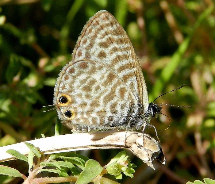 Leptotes pirithous