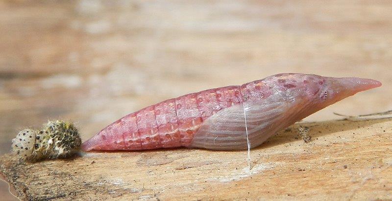 Bruco Euchloe ausonia