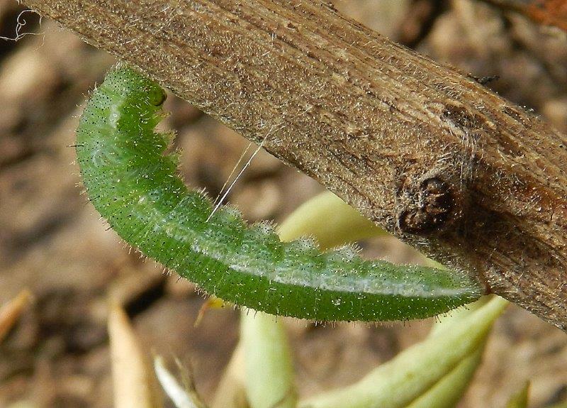 Anthocharis cardamines - larva