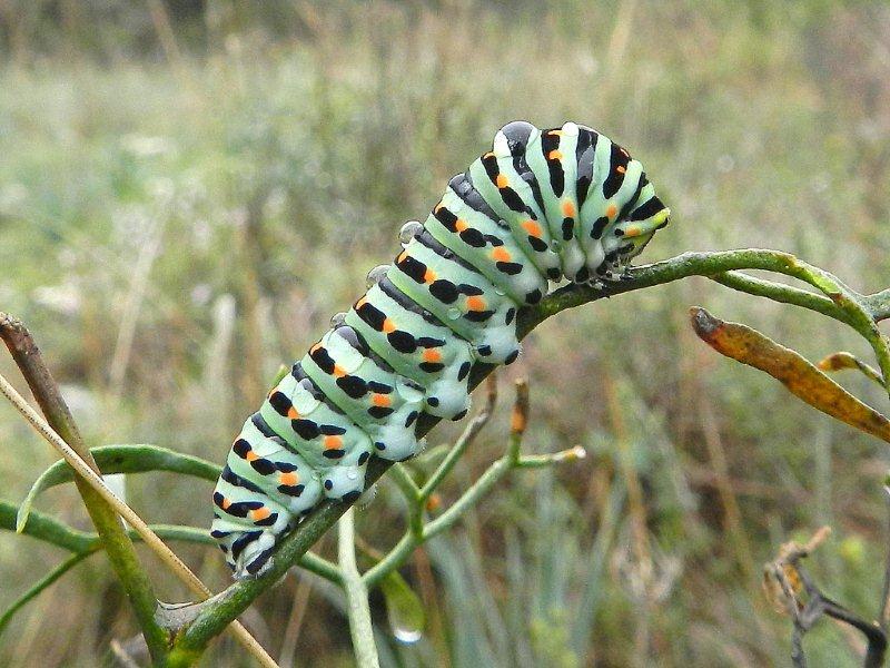 bruco Amata phegea ed altro