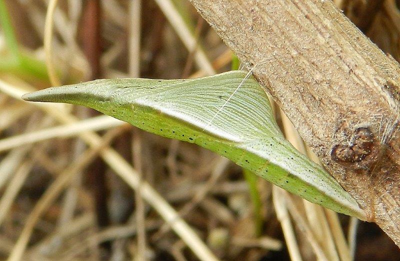 Anthocharis cardamines - larva