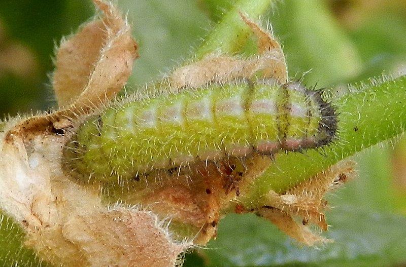 Cacyreus marshalli - bruco