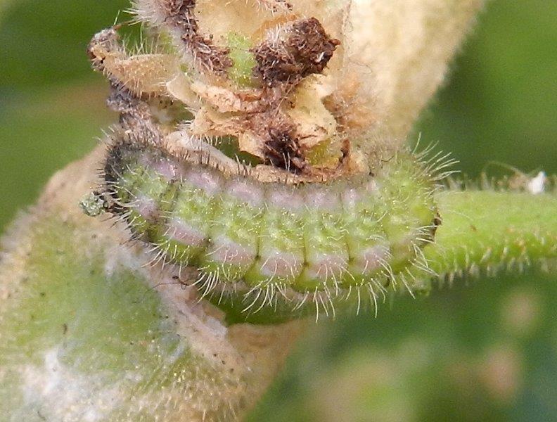 Cacyreus marshalli - bruco