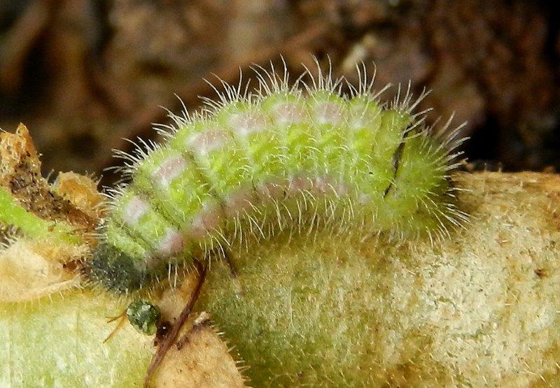 Cacyreus marshalli - bruco