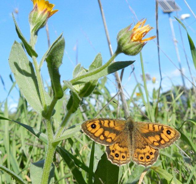 agli inizi di dicembre...