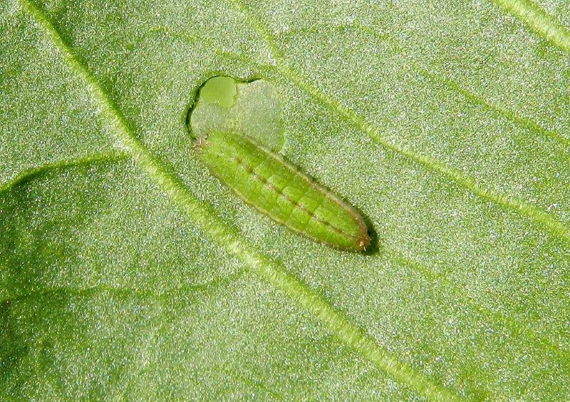 larva di Lycaena phlaeas??