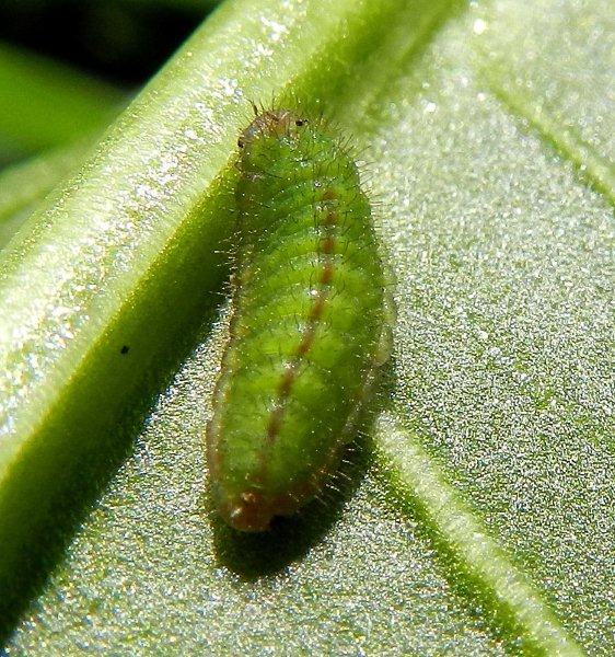 larva di Lycaena phlaeas??