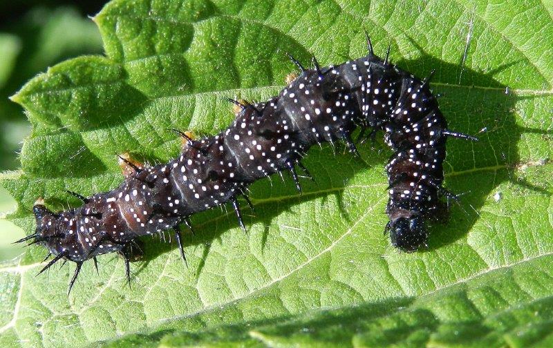 Tre Melitaea, una conferma e una sorpresina