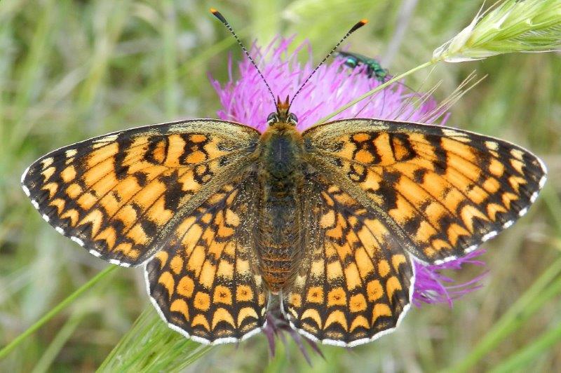 Tre Melitaea, una conferma e una sorpresina