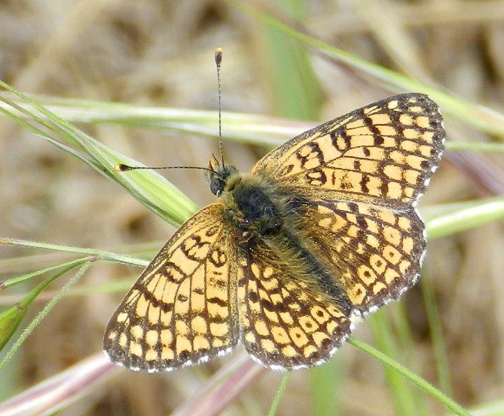 Tre Melitaea, una conferma e una sorpresina