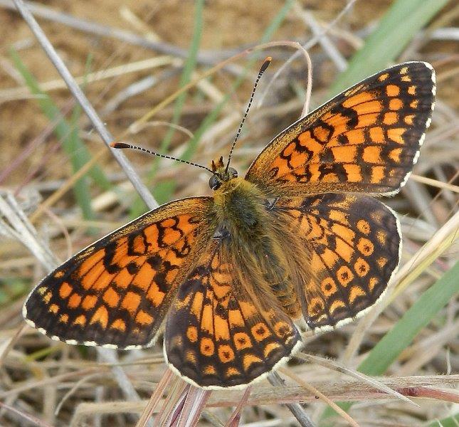 Tre Melitaea, una conferma e una sorpresina