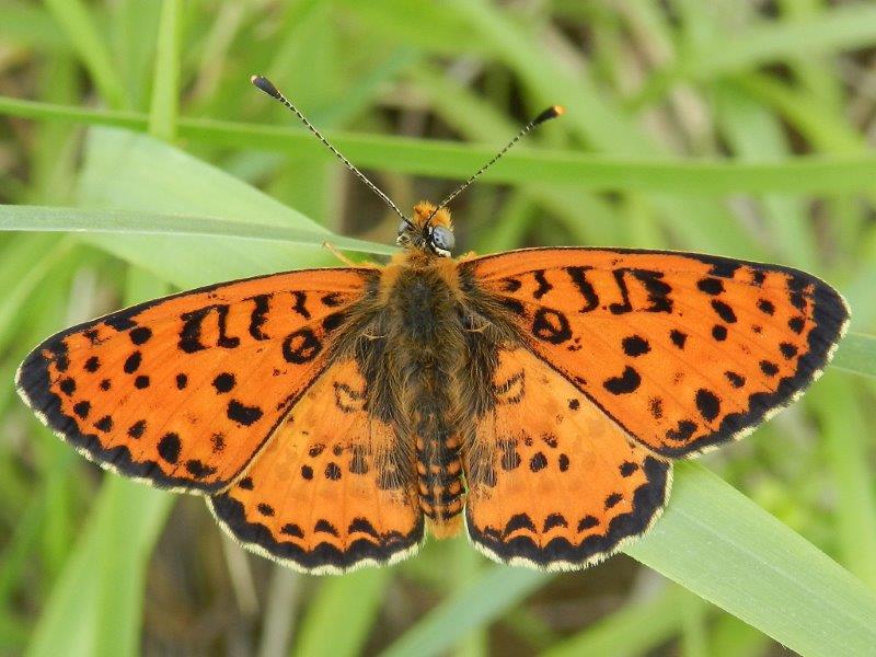 Tre Melitaea, una conferma e una sorpresina
