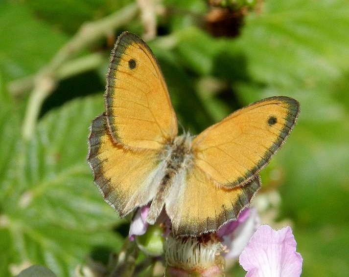 una foto particolare... - Coenonympha pamphilus