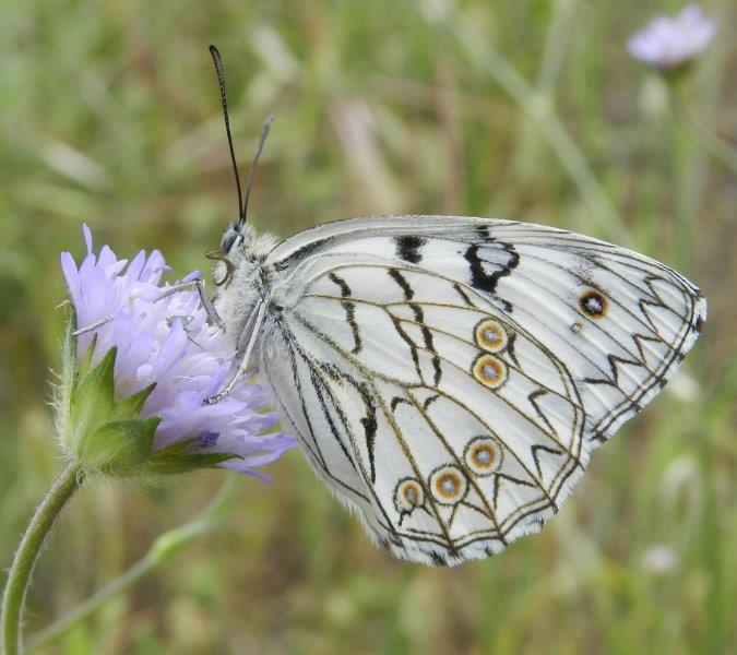 Tre Melitaea, una conferma e una sorpresina
