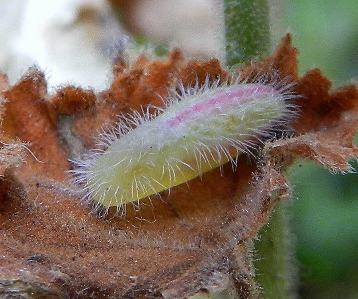 Cacyreus marshalli - bruco