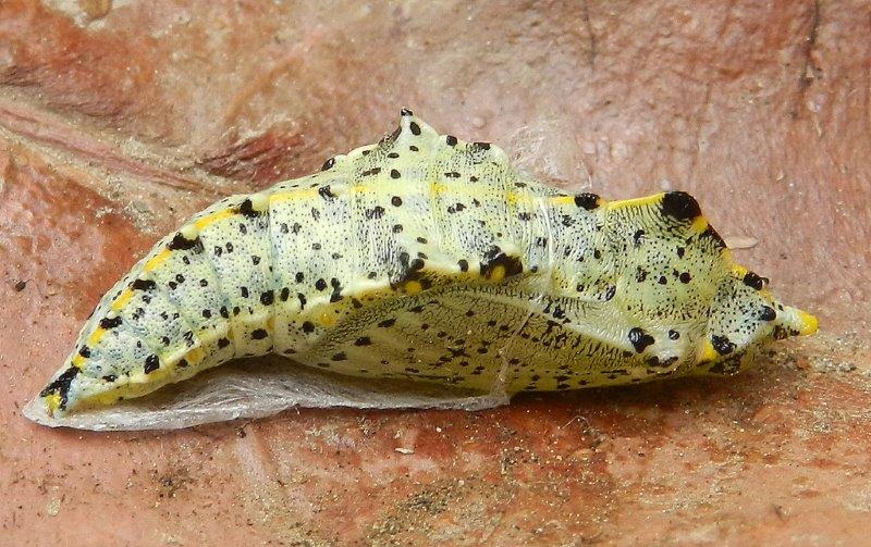 Pieris brassicae - pupa