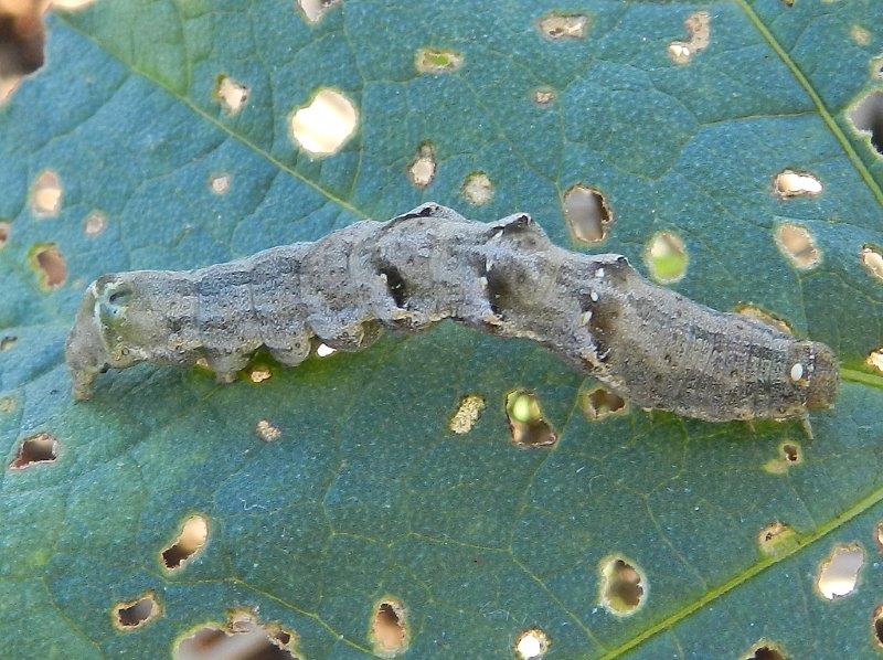 id larva 2