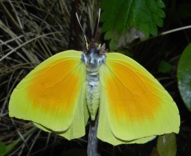 chi lo indovina? - Gonepteryx cleopatra