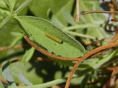 Colias alfacariensis - bruco