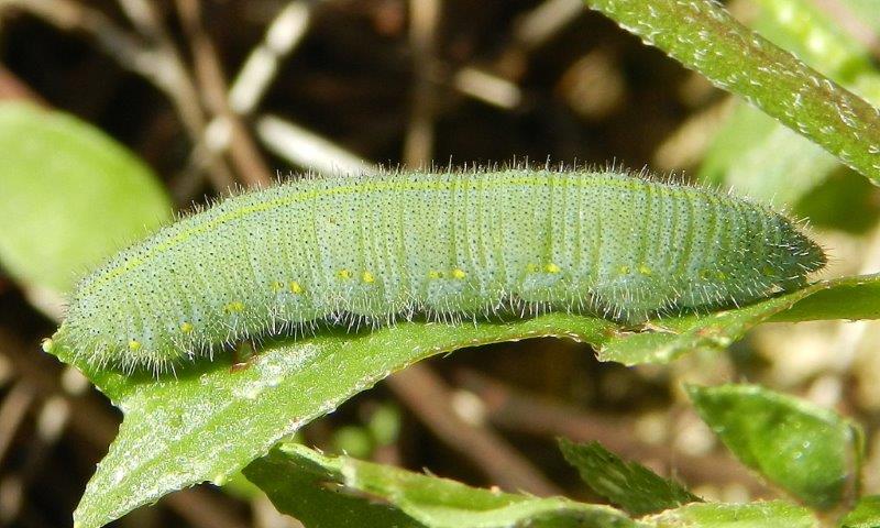 Pieris rapae - larva