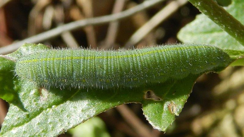 Pieris rapae - larva