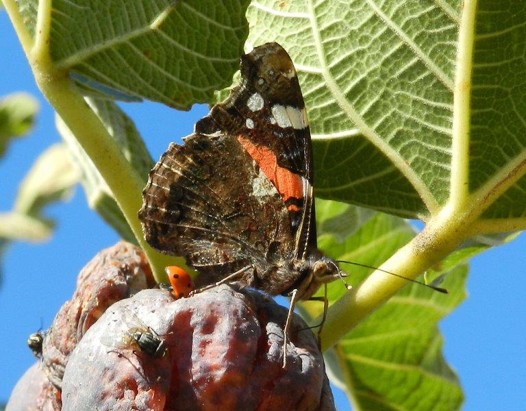 Ficus carica...di Vanessa atalanta