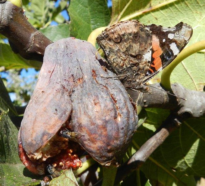 Ficus carica...di Vanessa atalanta