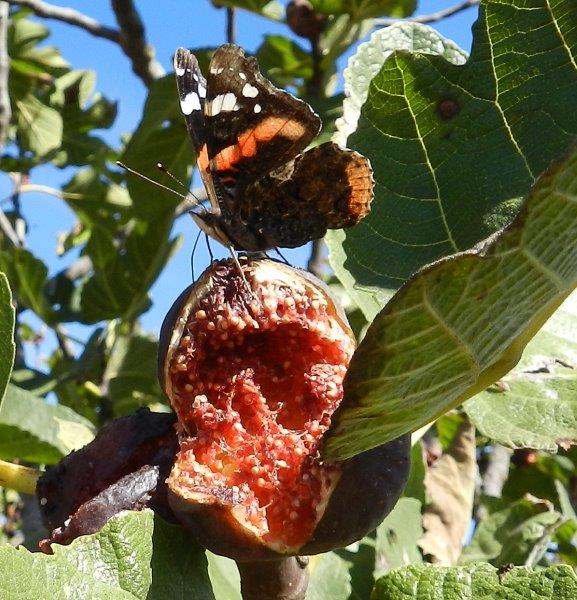 Ficus carica...di Vanessa atalanta