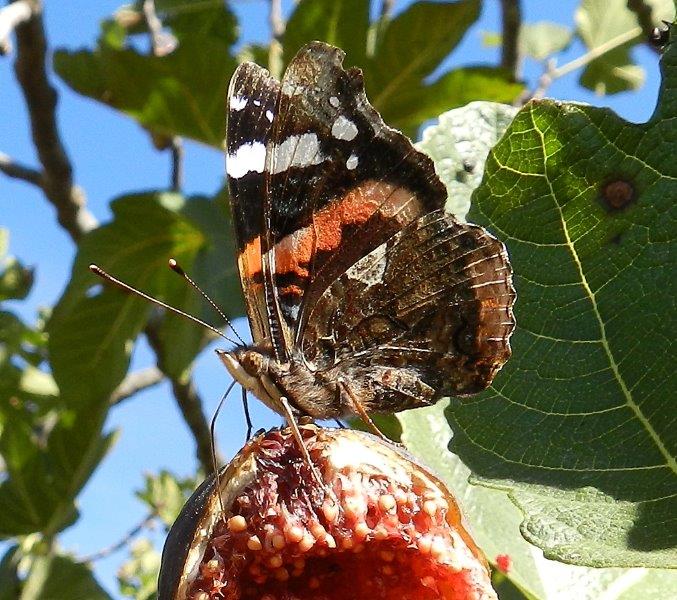 Ficus carica...di Vanessa atalanta