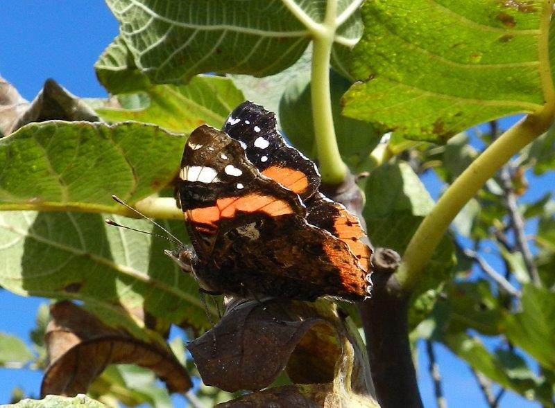 Ficus carica...di Vanessa atalanta