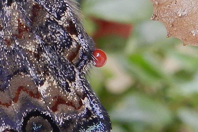 e'' sempre una meraviglia...