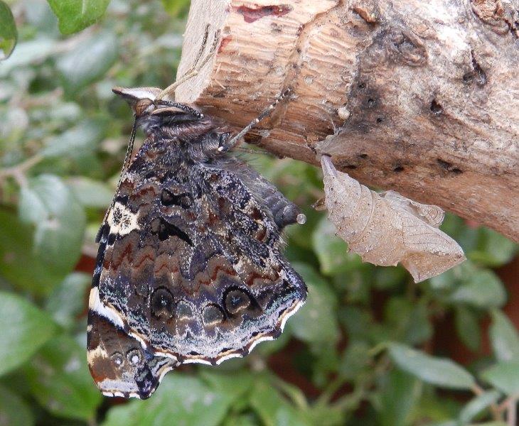 e'' sempre una meraviglia...