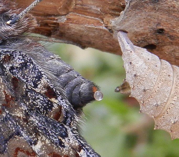 e'' sempre una meraviglia...