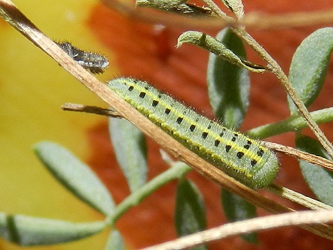 Colias alfacariensis - bruco