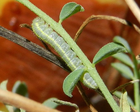 Colias alfacariensis - bruco