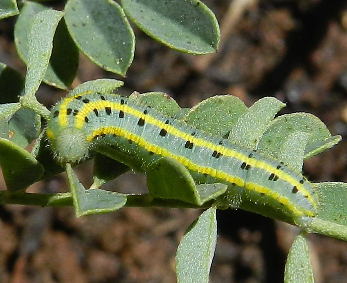 Colias alfacariensis - bruco