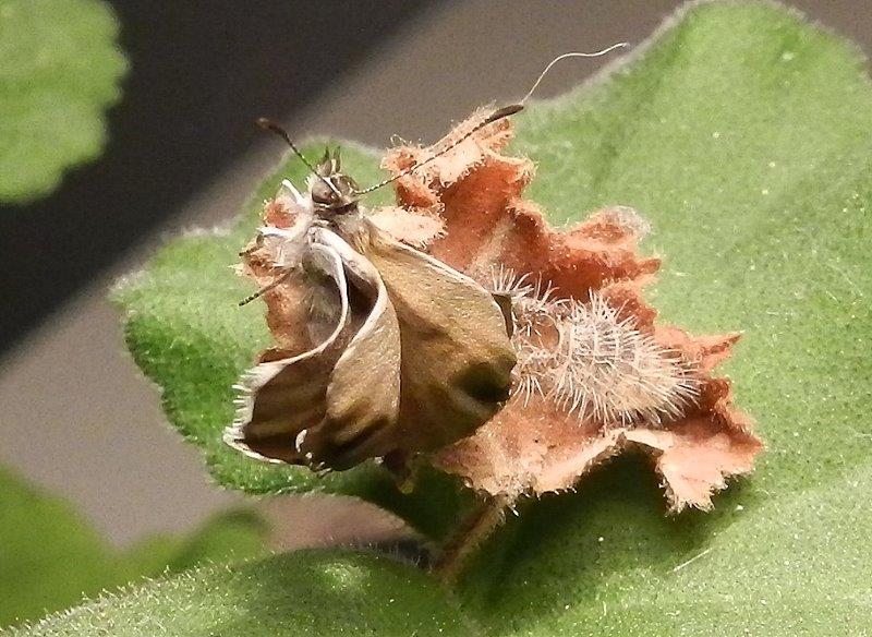 Cacyreus marshalli - bruco