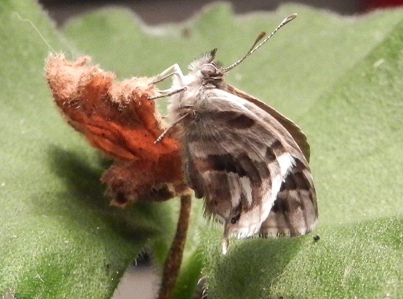 Cacyreus marshalli - bruco