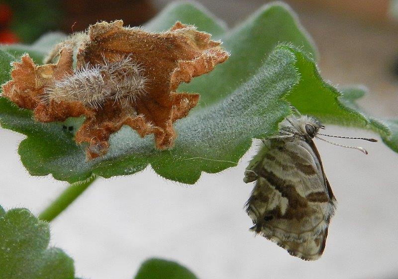 Cacyreus marshalli - bruco