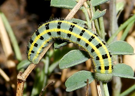 Colias alfacariensis - bruco