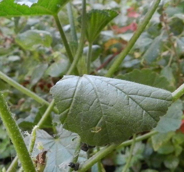 la tana della cardui