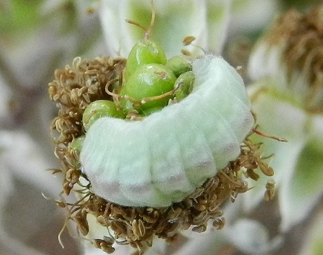 bruco di Celastrina argiolus