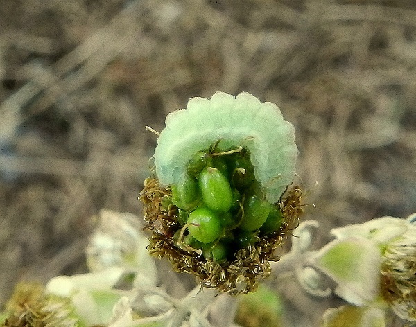 bruco di Celastrina argiolus